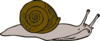 Slow Snail Clip Art